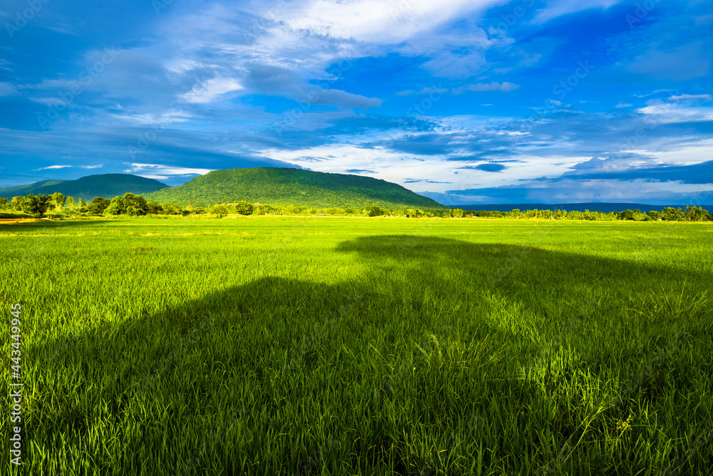 Green rice field with bright sunlight and blue sky after the rain