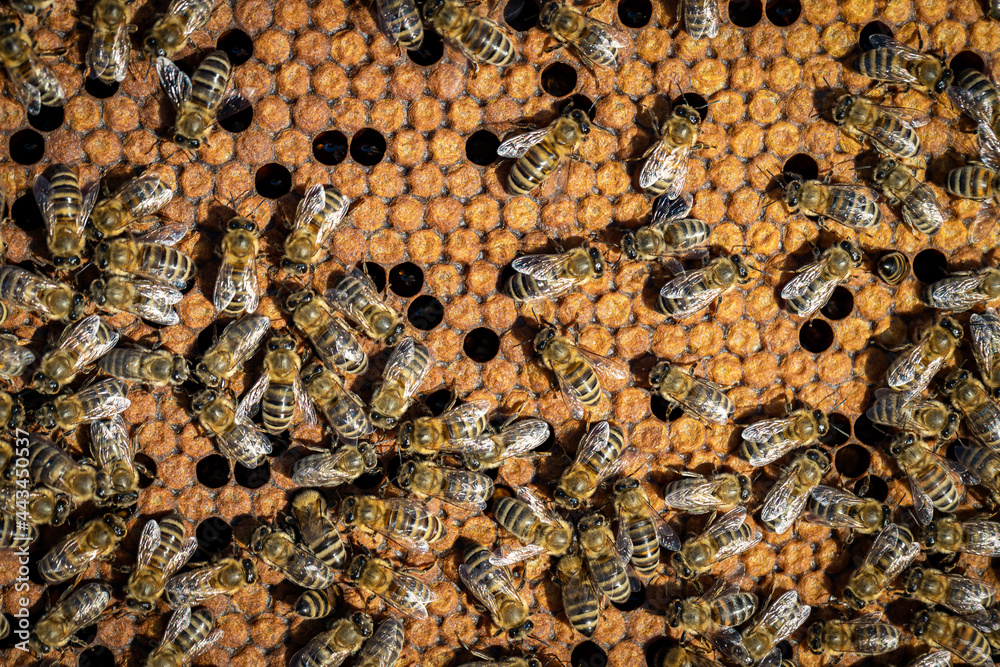 Bees working on a frame in a healthy hive Bees working on a frame in a healthy hive