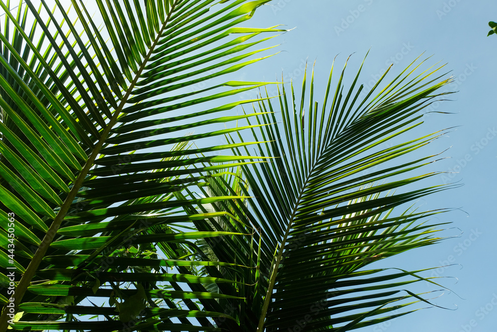 The foliage of green coconut trees contrasts with the bright sky. The foliage of green coconut trees contrasts with the bright sky.