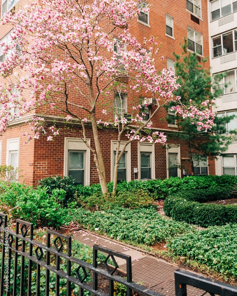 A tree with pink flowers in front of a building, West Village, New York, New York A tree with pink flowers in front of a building, West Village, New York, New York