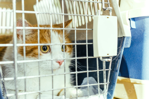 frightened look of a cat sitting in a carrying cage