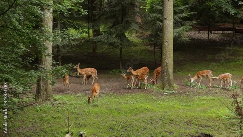 Herd of Deer feed on a forest lawn, summer, daylight video
