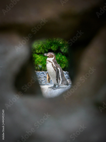 Fototapeta Naklejka Na Ścianę i Meble -  penguin was photographed through a hole in the wall