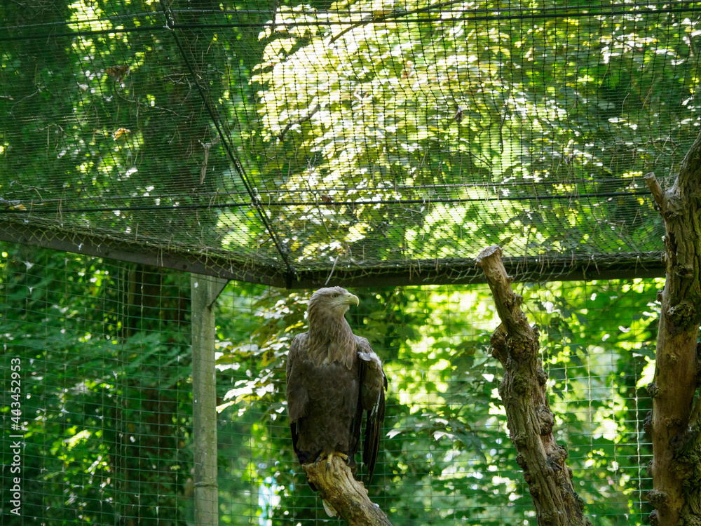 big sea eagle sits in a cage in a zoo