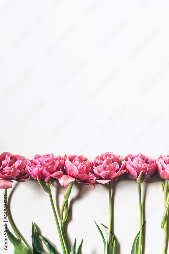 Pink tulips on a white background. Beautiful celebration background. Copy space, flat lay Pink tulips on a white background. Beautiful celebration background. Copy space, flat lay