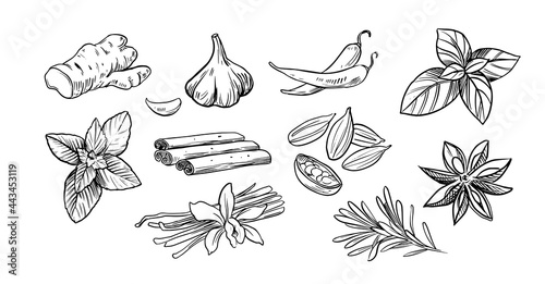 spices and herbs. Hand drawn vector illustrations isolated on white background. Sketch style