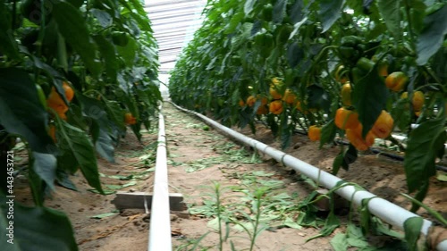 Yellow peppers in the greenhouse. 4K