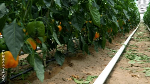 Yellow peppers in the greenhouse. 4K