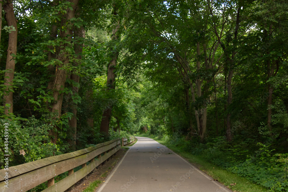 View of a tree covered concrete path View of a tree covered concrete path