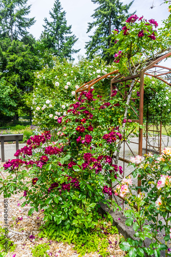 Fototapeta Naklejka Na Ścianę i Meble -  Rose Garden Arbors 6