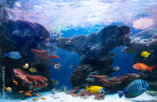 Fototapeta Naklejka Na Ścianę i Meble -  Tropical fish in coastal waters. Life in a coral reef. Ecosystem. Animals of the underwater sea world. 