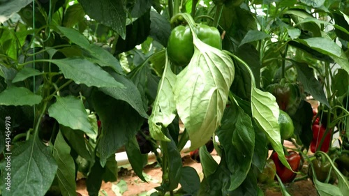 Various organic peppers in greenhouse. 4K