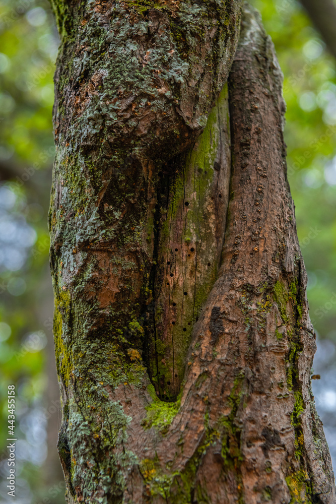 Textures of the bark of the tree trunks, colors such as brown, green, gray and ocher are those that predominate, the details of all the trunks are distinguished Textures of the bark of the tree trunks, colors such as brown, green, gray and ocher are those that predominate, the details of all the trunks are distinguished