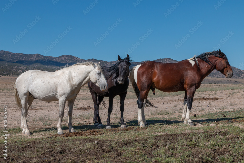 Wild Horses in Summer in the Utah Desert Wild Horses in Summer in the Utah Desert