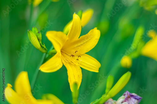 yellow lily