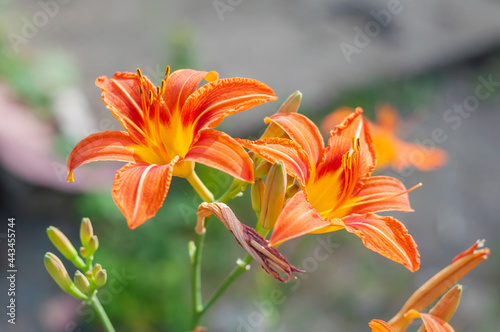 orange tiger lily