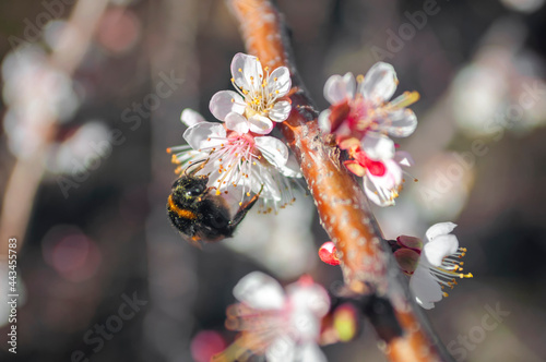 bee collecting pollen