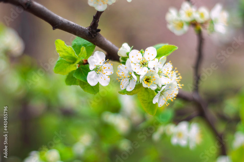 tree flowers