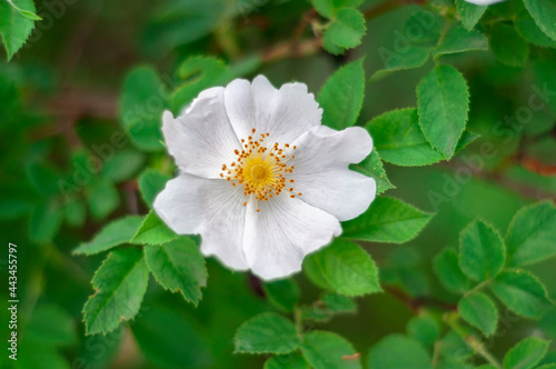 white flower