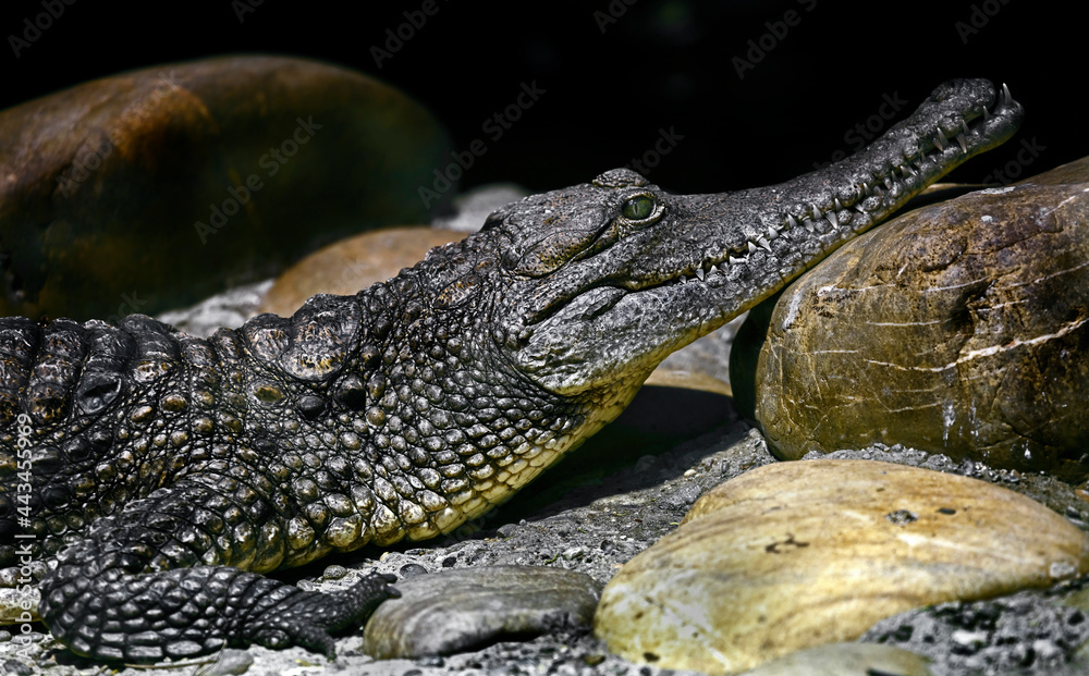 Australian crocodile's head. Latin name - Crocodylus johansoni Australian crocodile's head. Latin name - Crocodylus johansoni