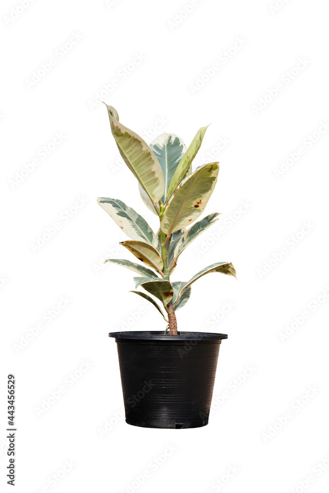 Variegated Indian rubber in pot isolate and make work path. Variegated Indian rubber in pot isolate and make work path.