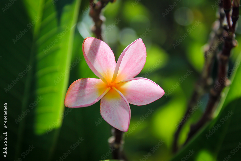 Pink frangipani flowers with leaves in the background