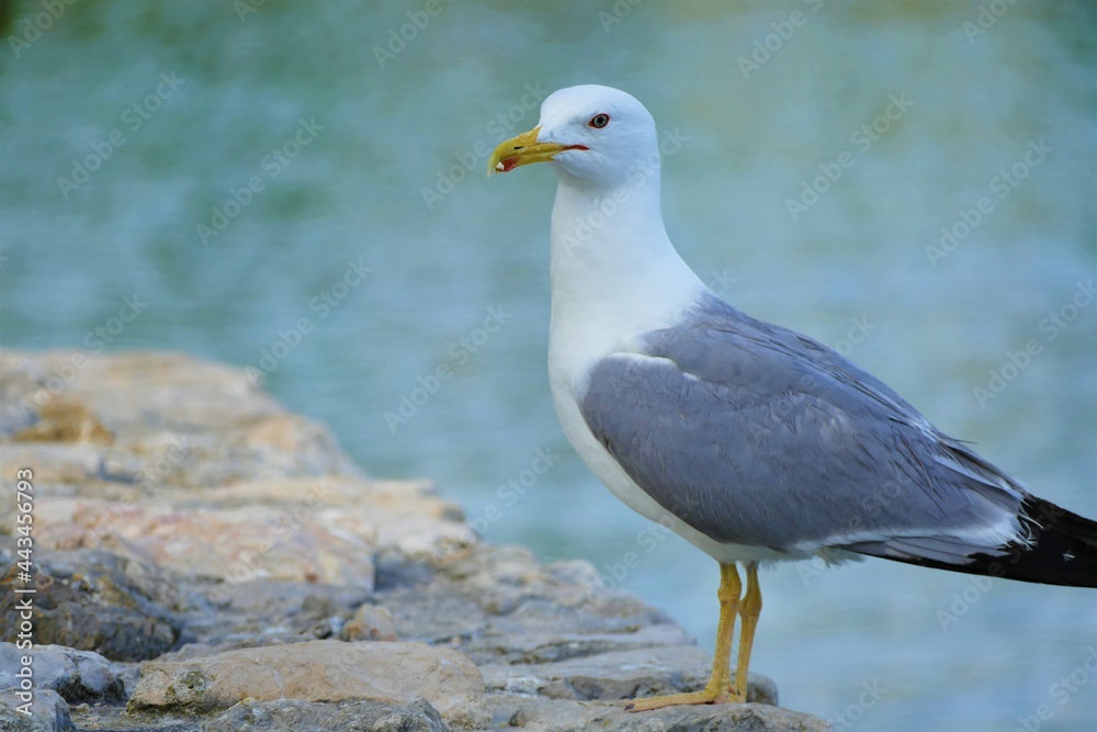 Portrait of seagull by the sea