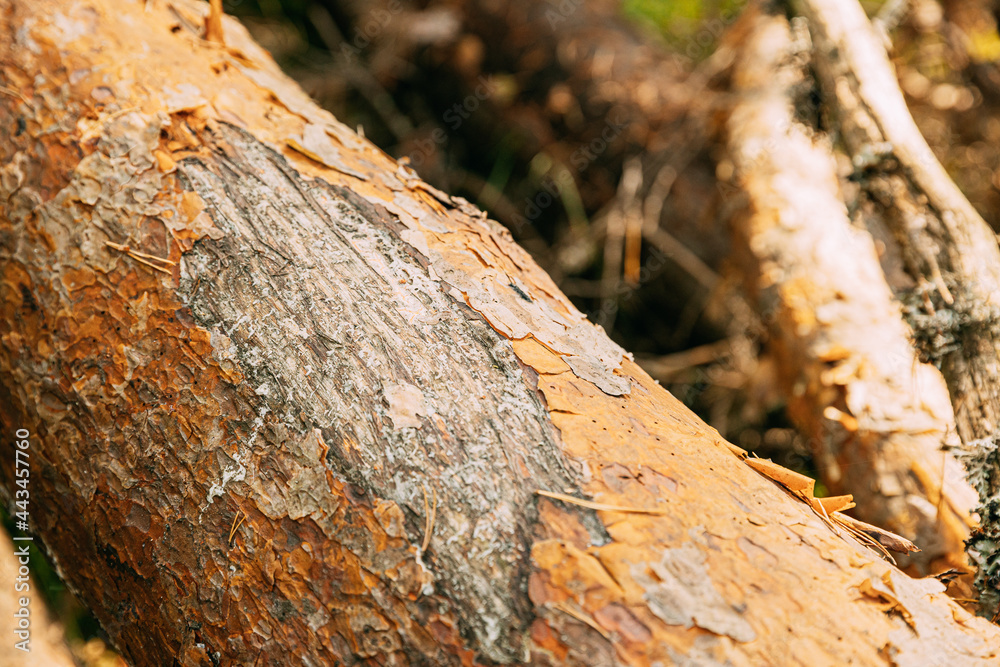 Close View Of Old Bear Claw Marks On Fallen Pine Tree Close View Of Old Bear Claw Marks On Fallen Pine Tree