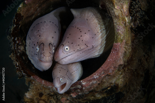 Fototapeta Naklejka Na Ścianę i Meble -  Geometric moray (Gymnothorax griseus). Underwater world of coral reef near Makadi Bay, Hurghada, Egypt