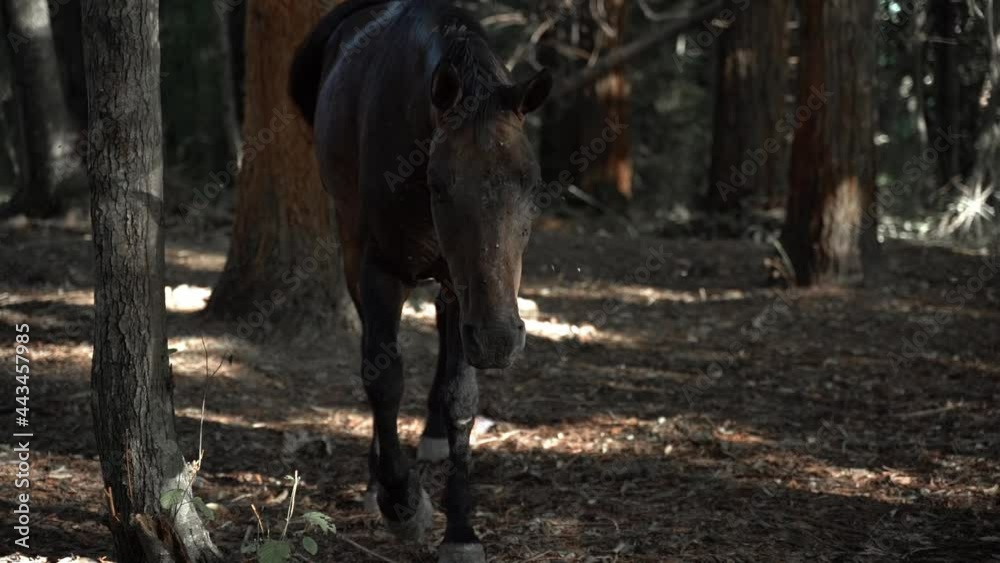 Brown horse stands in a dark forest Slow motion Brown horse stands in a dark forest Slow motion
