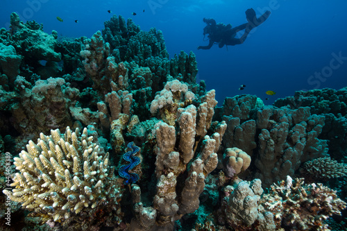 Underwater Red Sea seascape. Coral reef near Makadi Bay  Egypt