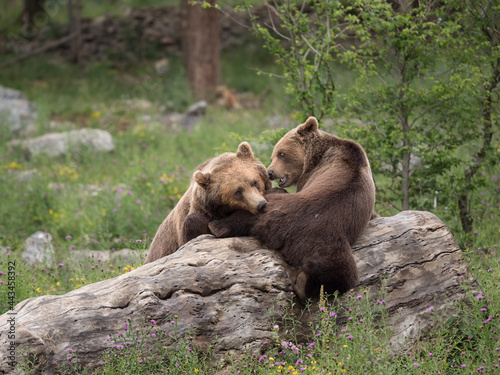 Ours brun dans la végétation en fleurs