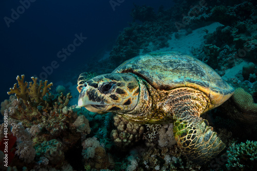  Hawksbill sea turtle (Eretmochelys imbricata). Underwater Red Sea seascape. Coral reef near Makadi Bay, Egypt © Oksana
