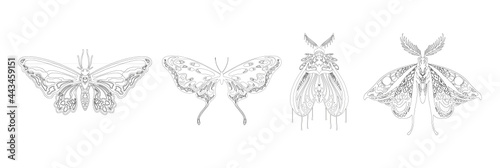 vector butterfly set