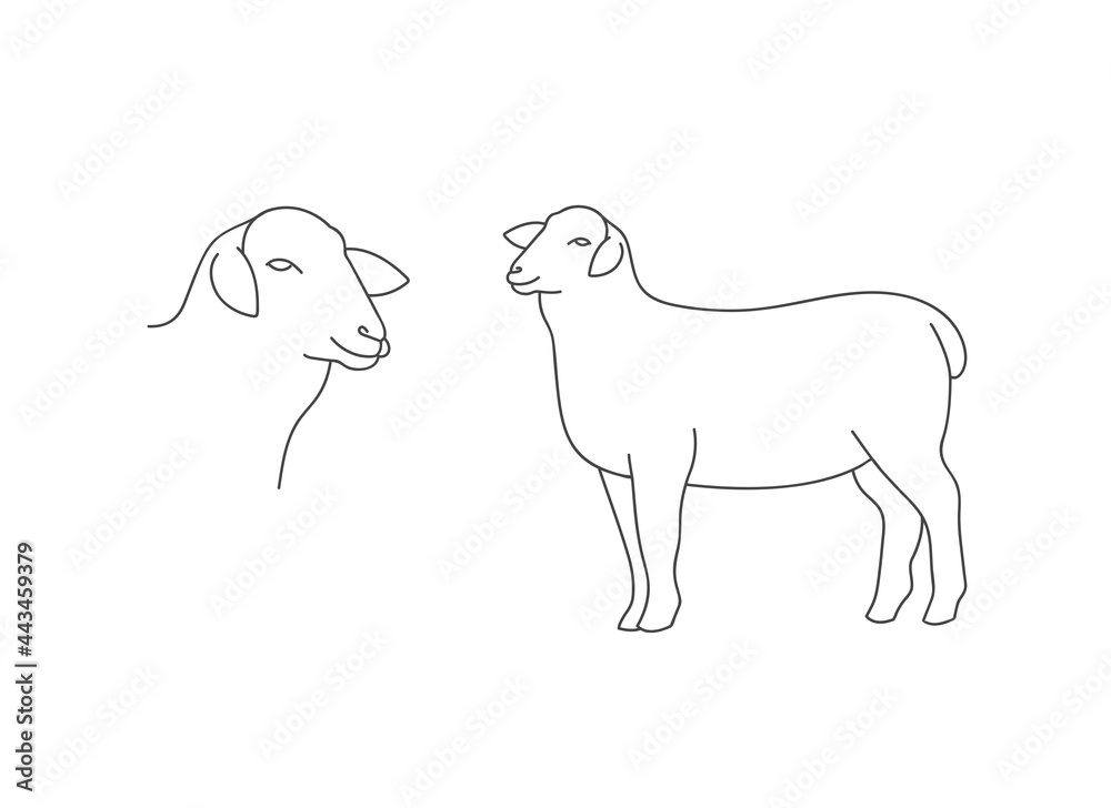 Vector linear illustration farm animal - sheep isolated in white background.