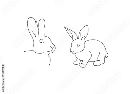 Vector linear illustration farm animal - rabbit isolated in white background.