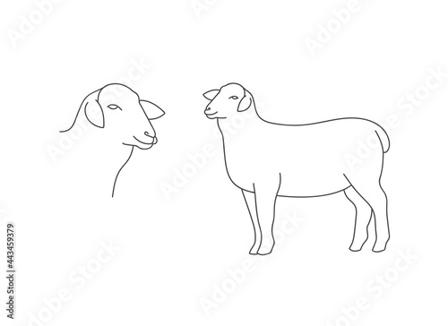 Vector linear illustration farm animal - sheep isolated in white background.