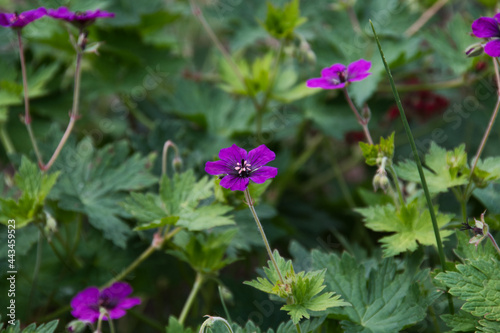 A beautiful cranesbill flower with purple petals on a blurred background of a park bed on a summer day.