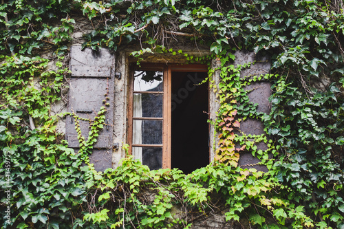 window with ivy