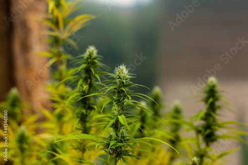 Close up flowers and growing leaves of cannabis plants