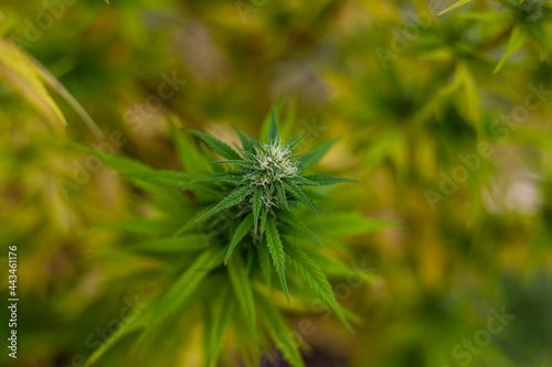 Close up flowers and growing leaves of cannabis plants