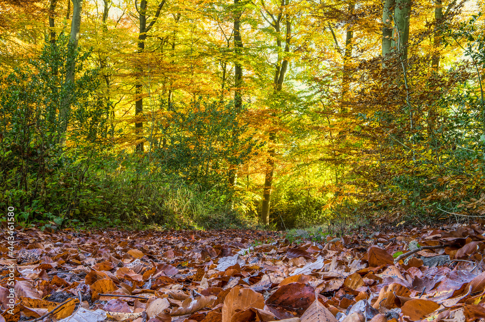 leuchtender Herbstwald mit Laub am Boden im Vordergrund