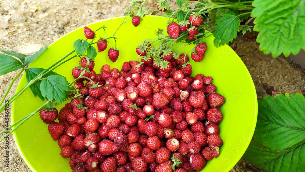 Fototapeta premium The strawberries are collected in a green bowl. Harvesting strawberries in summer in July.