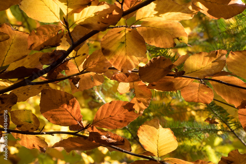 Hintergrund aus leuchtendem Herbstlaub