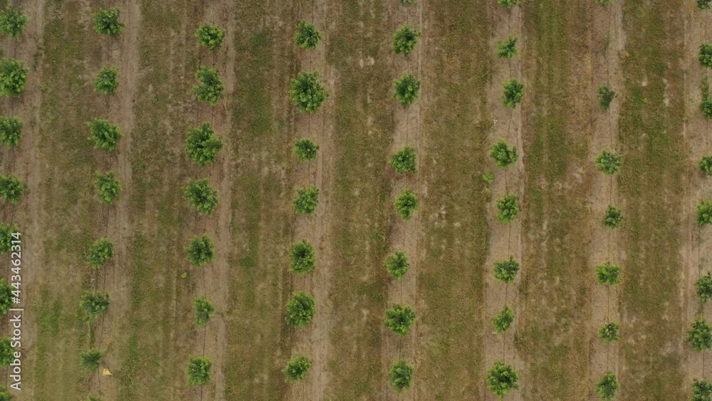 Young garden, trees planted in even rows. View from above Young garden, trees planted in even rows. View from above