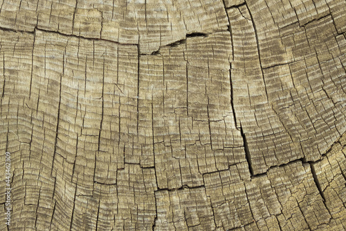 Close-up of old, gray, weathered southern oak wood with annual rings. Cross cut of a tree trunk. Texture, background. The surface is covered with deep old cracks.