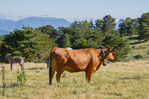 vache sur le mont Ventoux