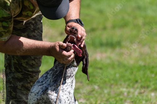 A male hunter reaches into the mouth of a purebred hunting dog with his hands, unclenching its jaws to examine the condition of the teeth against a blurred background of green grass and copy space.
