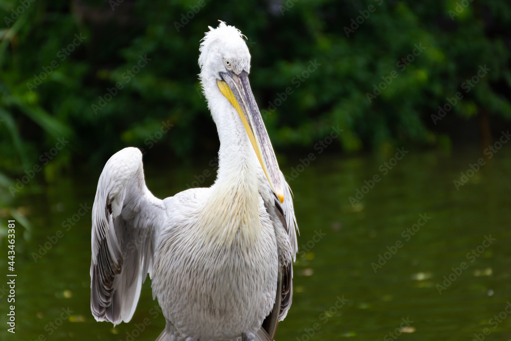 White large bird of the species Dalmatian pelican sits on a blurred background of wildlife water and green trees in the forest. Pelecanus crispus and copy space. White large bird of the species Dalmatian pelican sits on a blurred background of wildlife water and green trees in the forest. Pelecanus crispus and copy space.