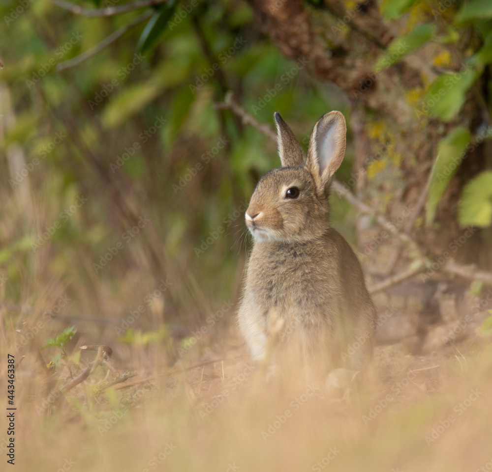 Kaninchen / Wildkaninchen Oryctolagus cuniculus Kaninchen / Wildkaninchen Oryctolagus cuniculus